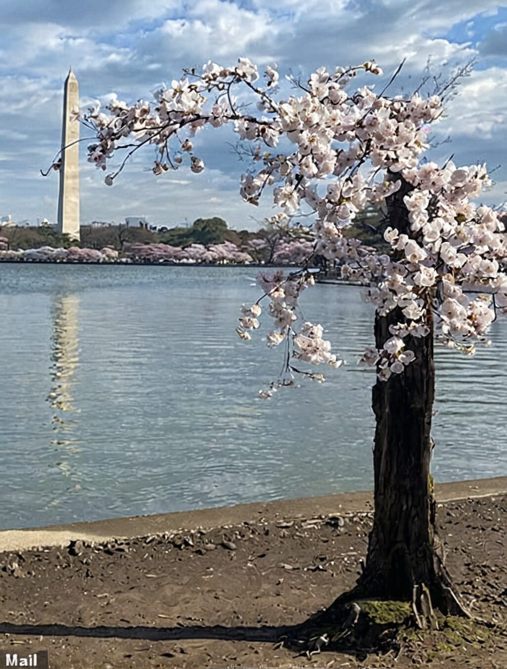 cherry blossom gift from japan