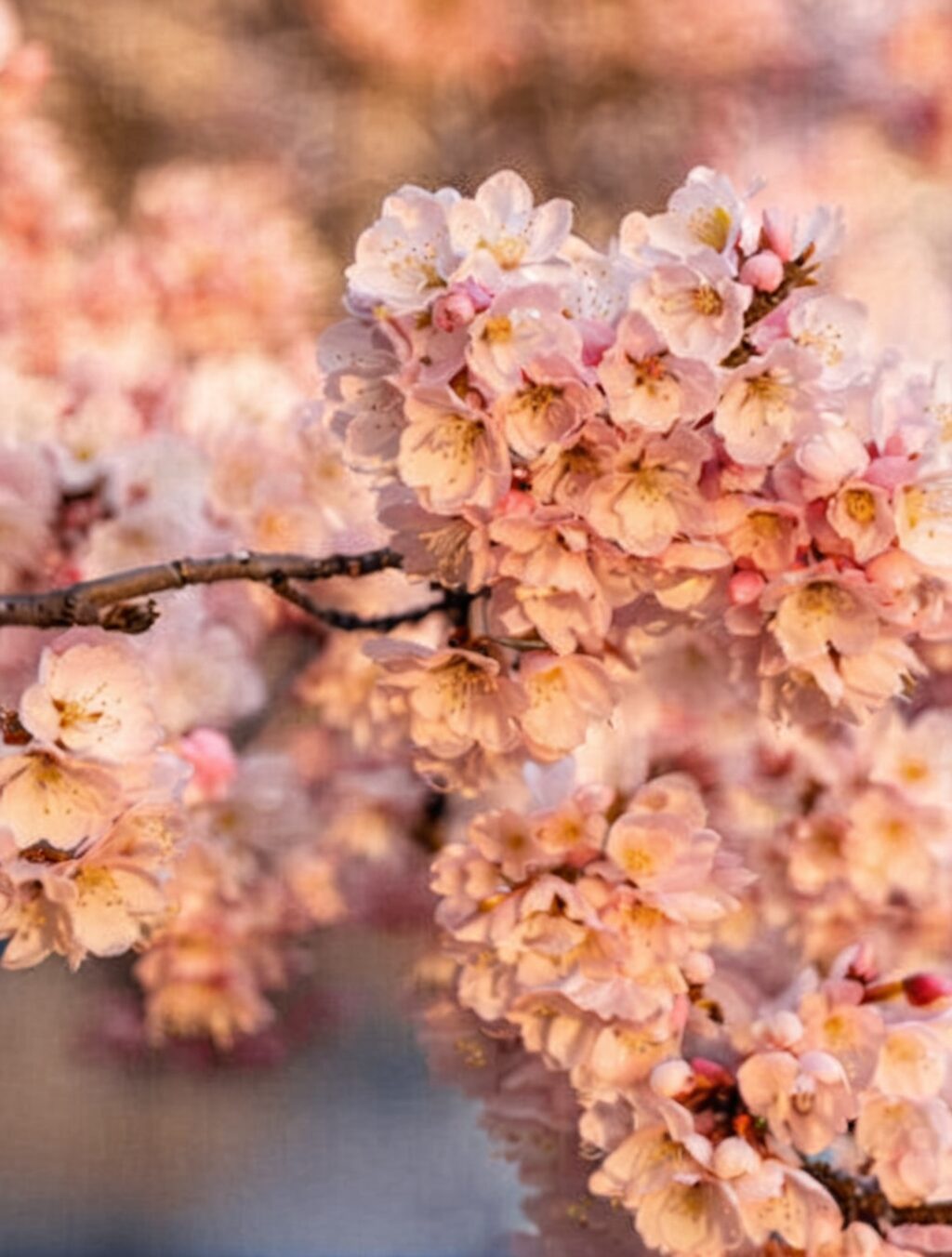 cherry blossoms gift from japan