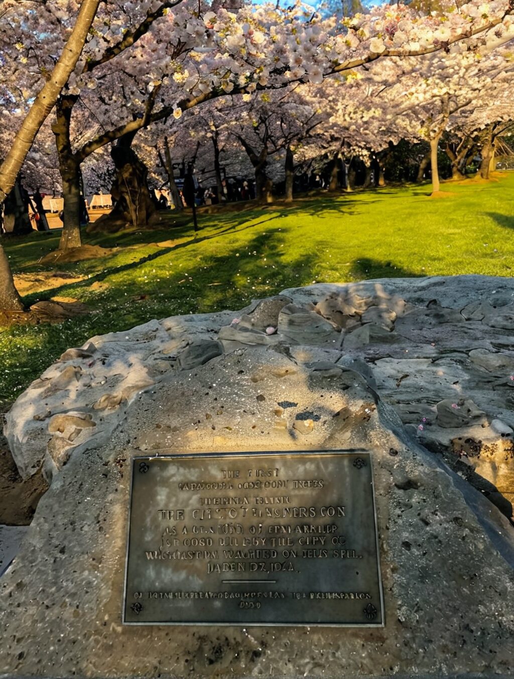 the first cherry blossom trees a gift from japan are planted in washington d.c