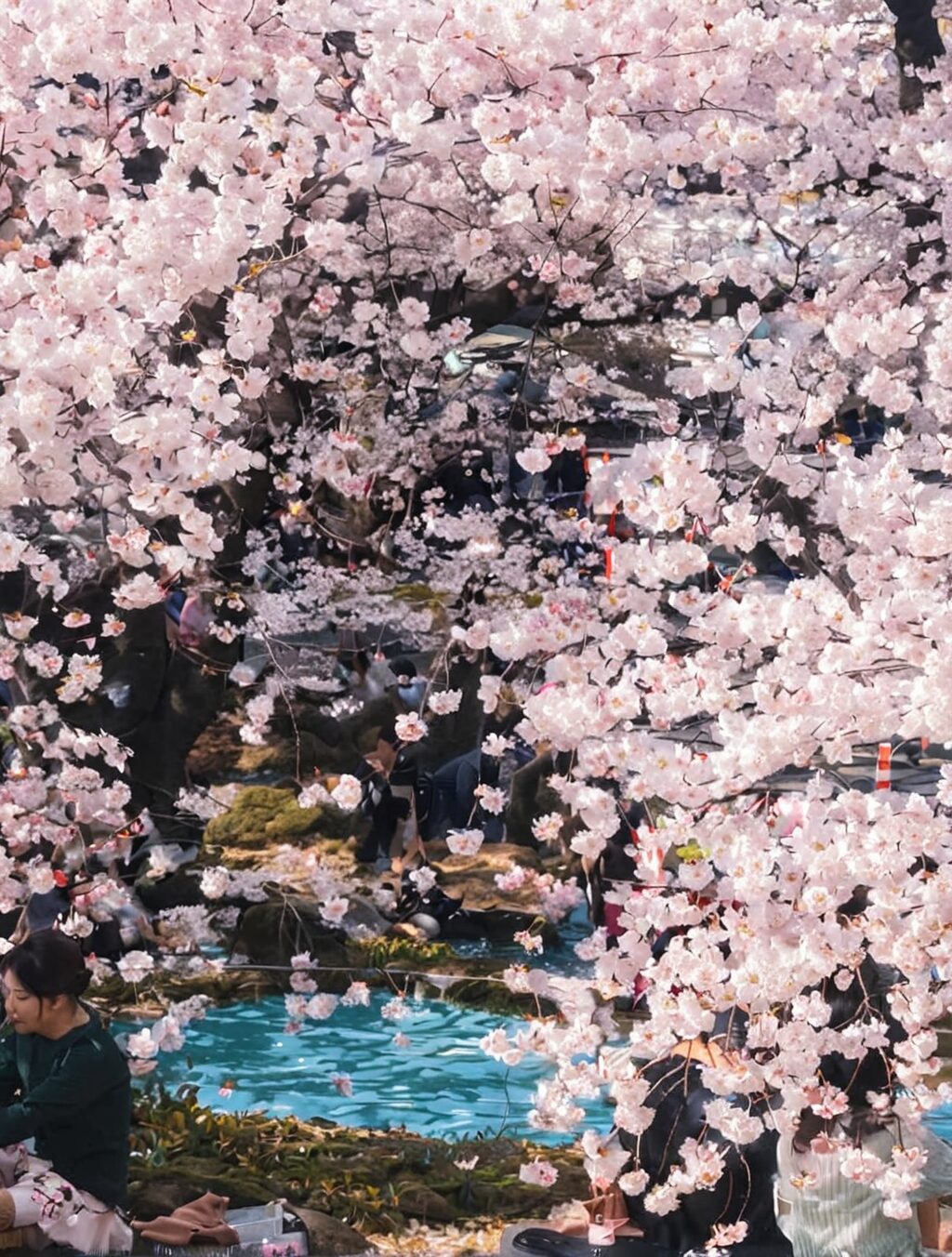 why did japan gift cherry blossoms