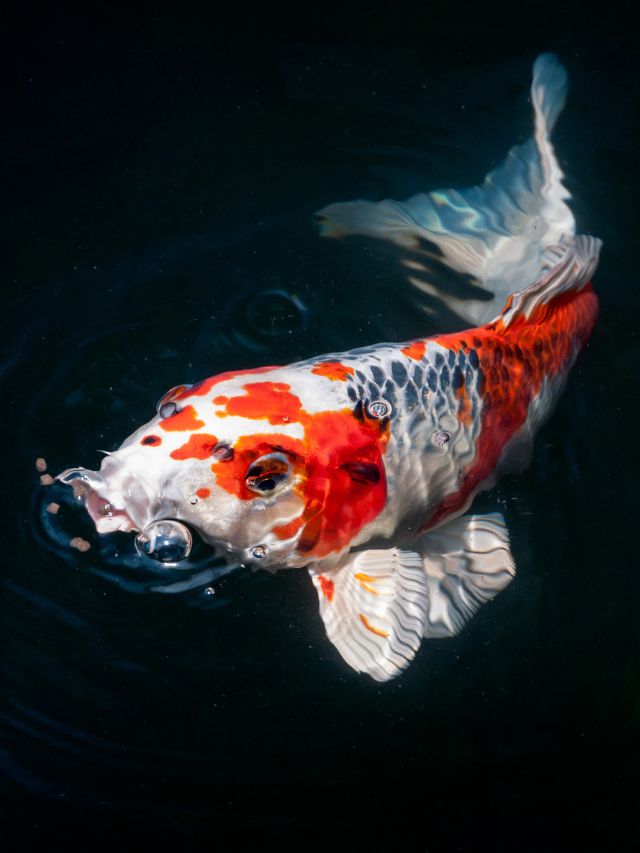 Symbolism of Koi Fish and Meaning In Japanese Culture