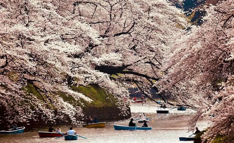 Hanami Matsuri: Festival de contemplação das flores no Japão - Mundo-Nipo