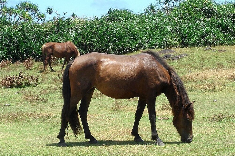 8 Japanese Horse Breeds That You Should Learn About - Horses & Foals