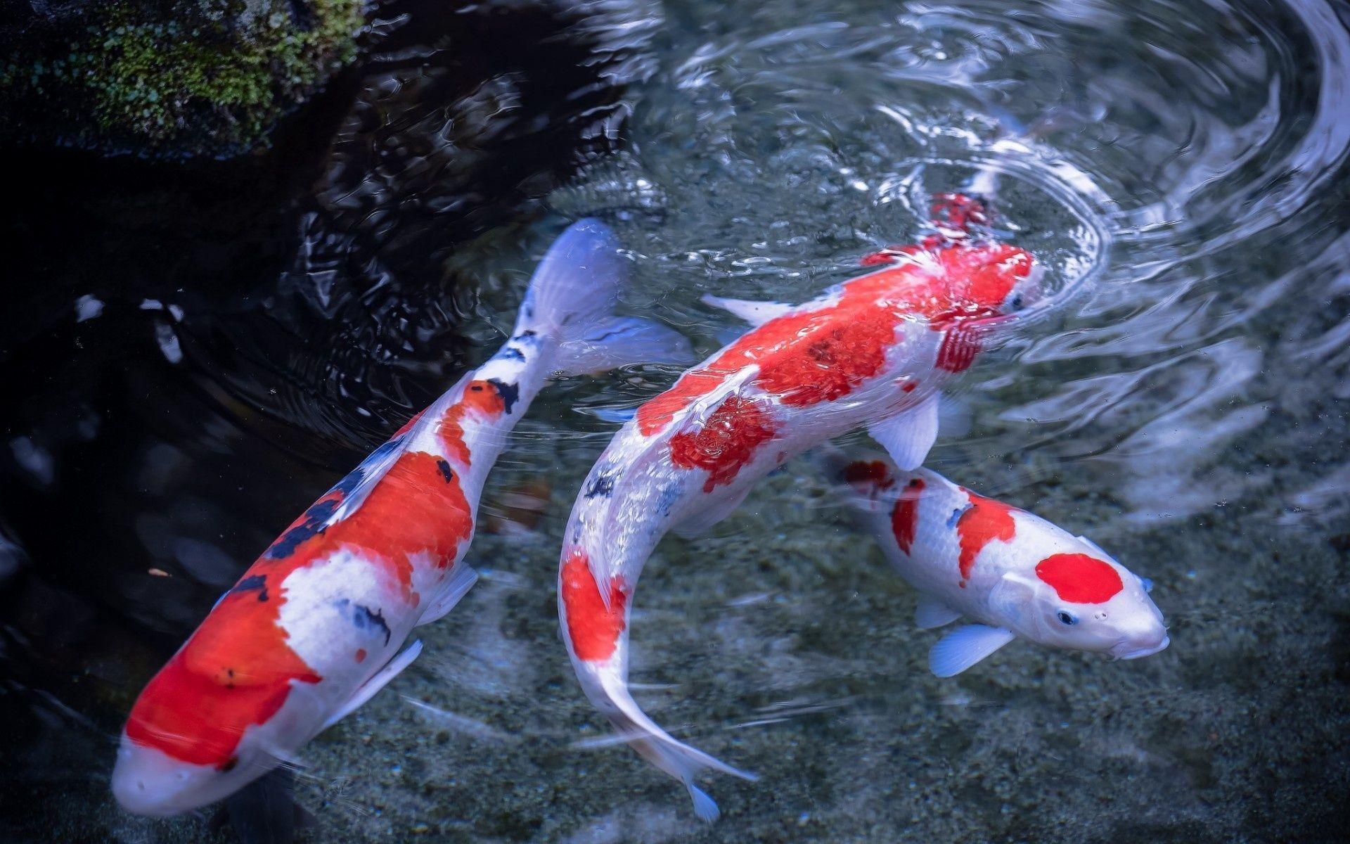 Japanese Koi Fish Art Wallpapers - Top Free Japanese Koi Fish Art ...