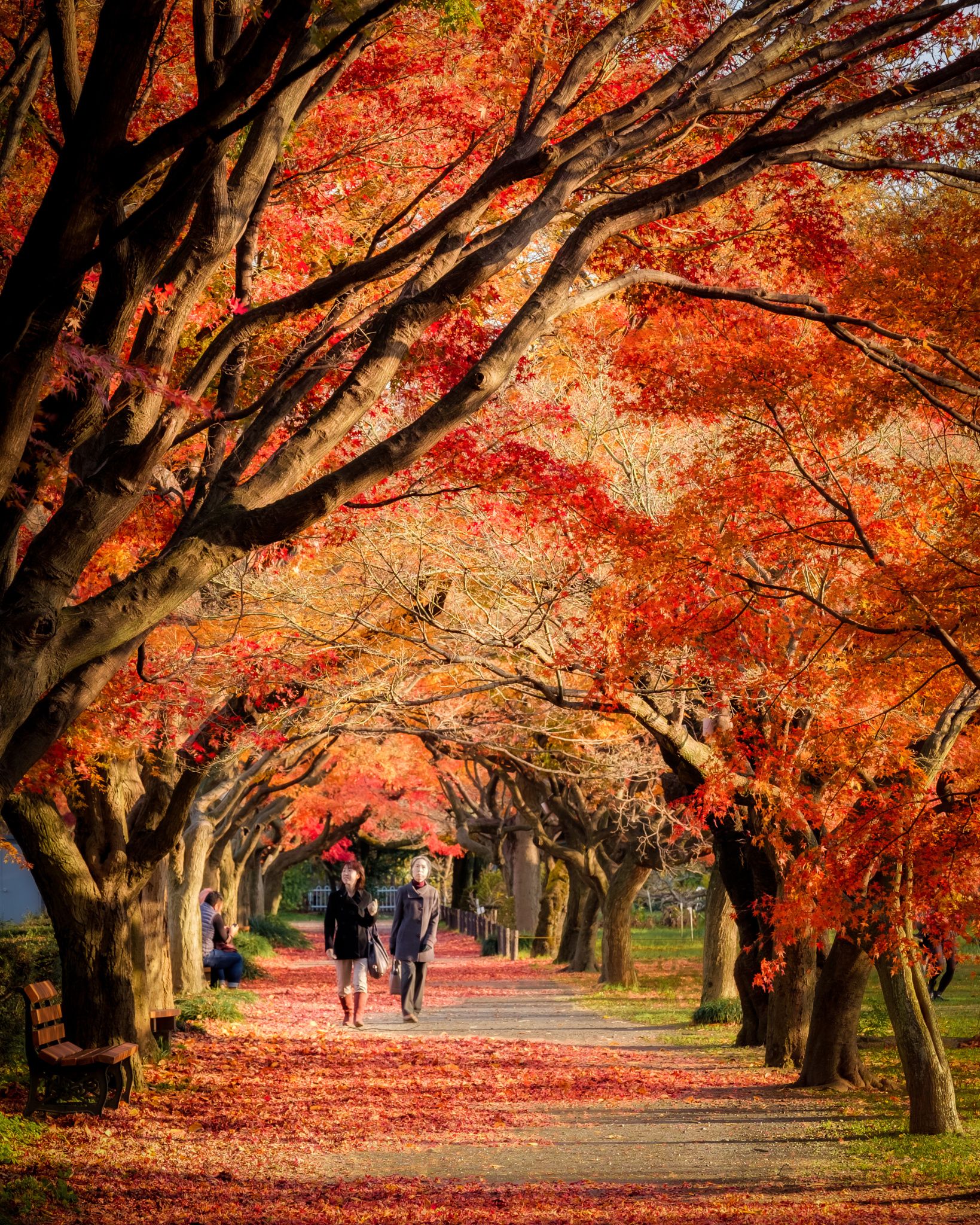 Late Autumn in Tokyo | Japan travel, Late autumn, Autumn photography