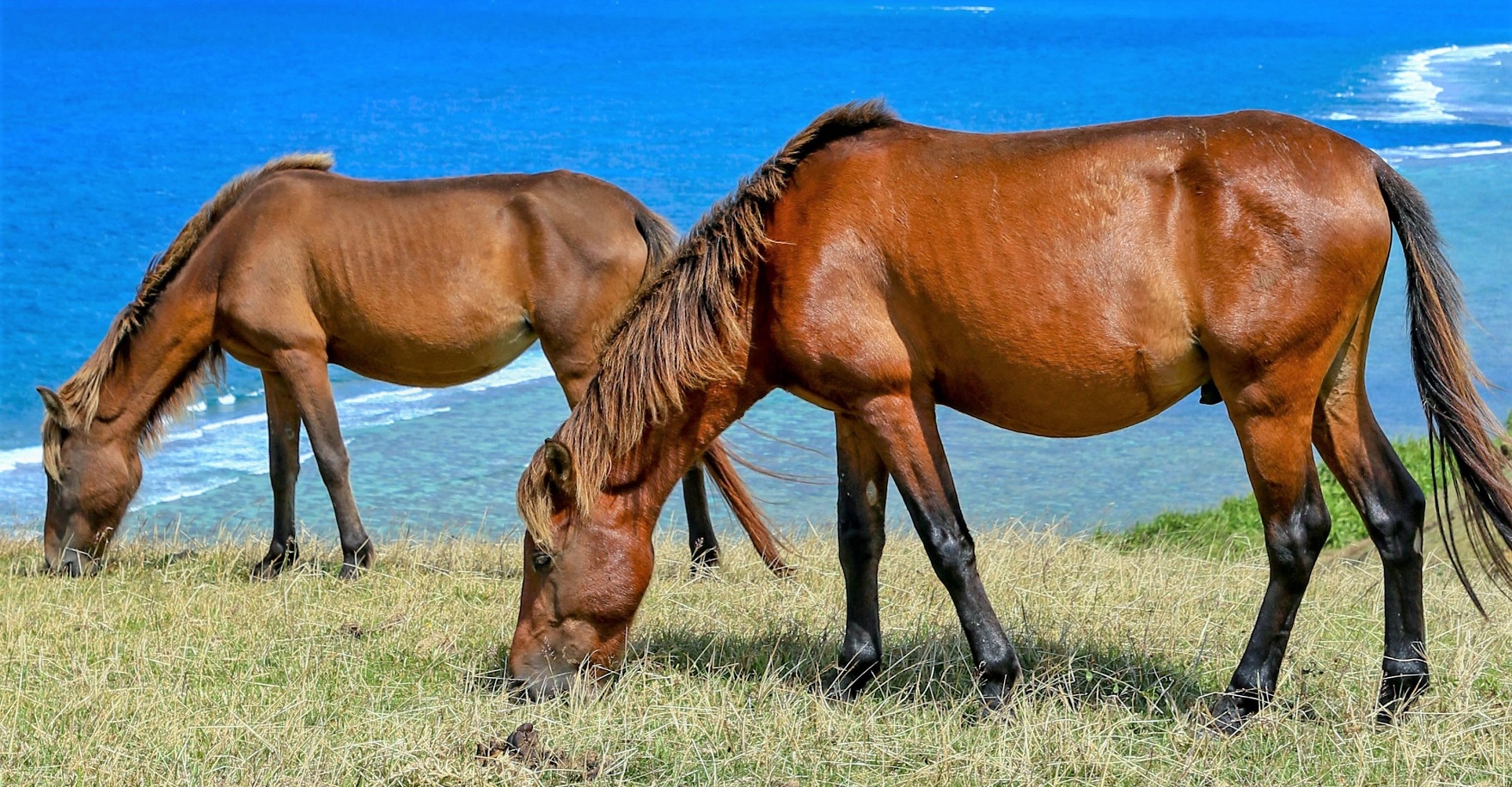 8 Rare Japanese Horse Breeds You Didn't Know Existed