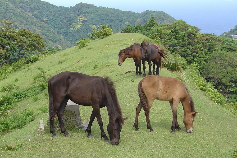 8 Japanese Horse Breeds That You Should Learn About - Horses & Foals