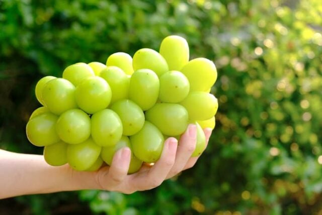 7 Kinds of Japanese Grapes - Minneopa Orchards