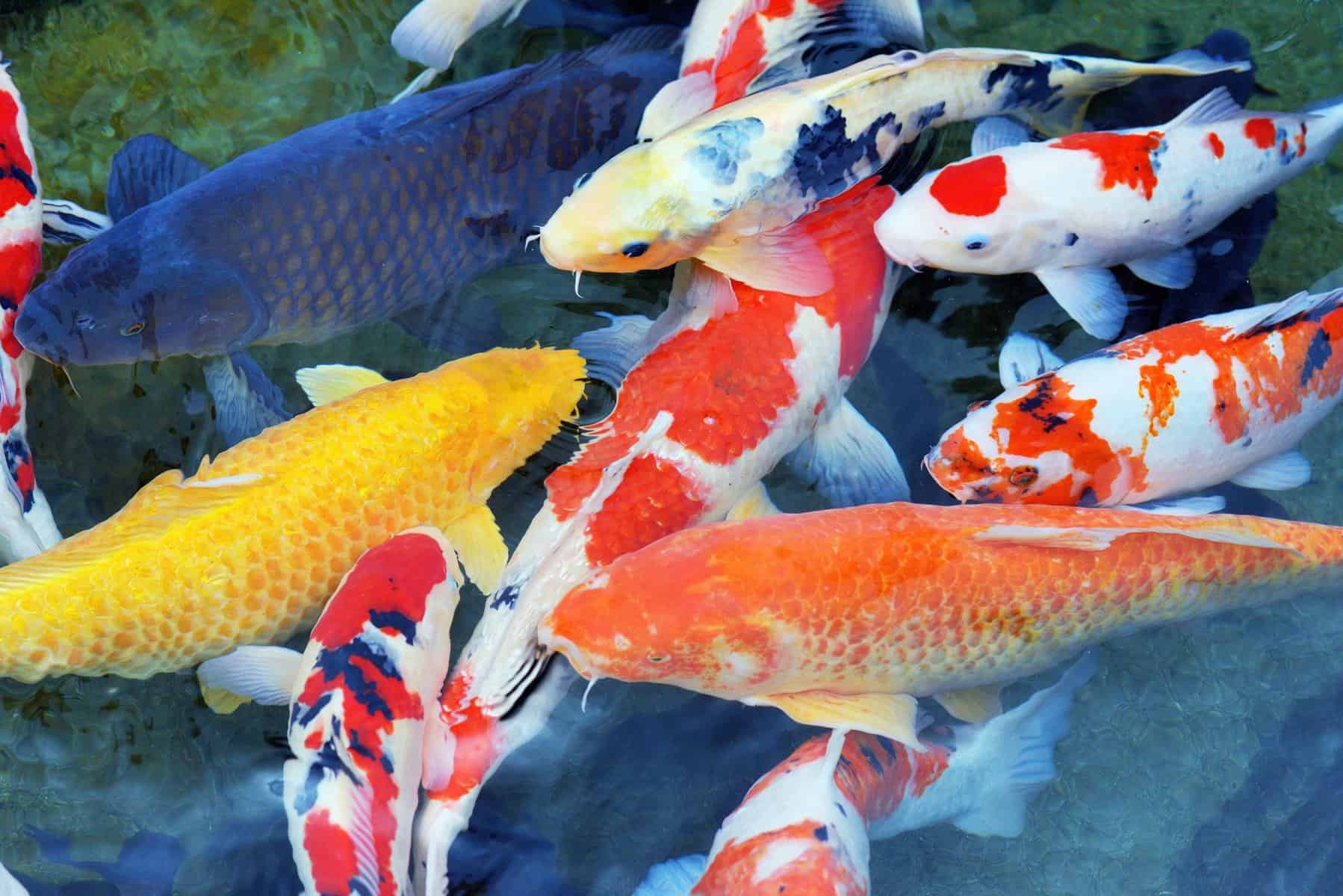 Types of Koi - Let