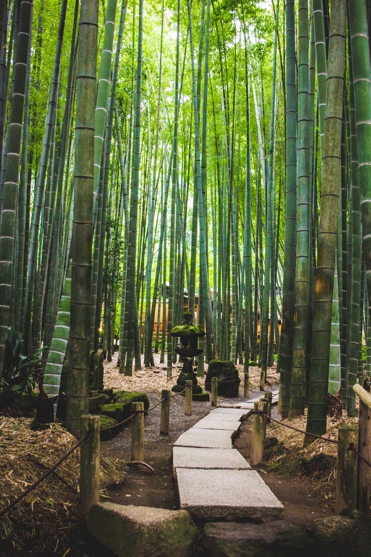 hokokuji temple kamakura