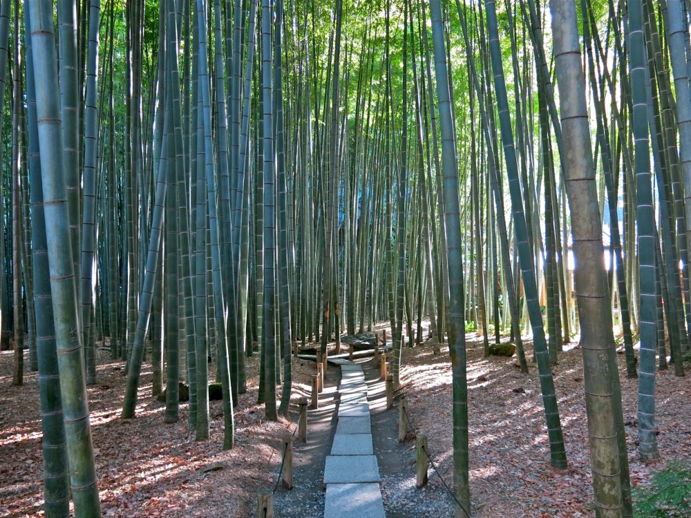 hokokuji temple kamakura