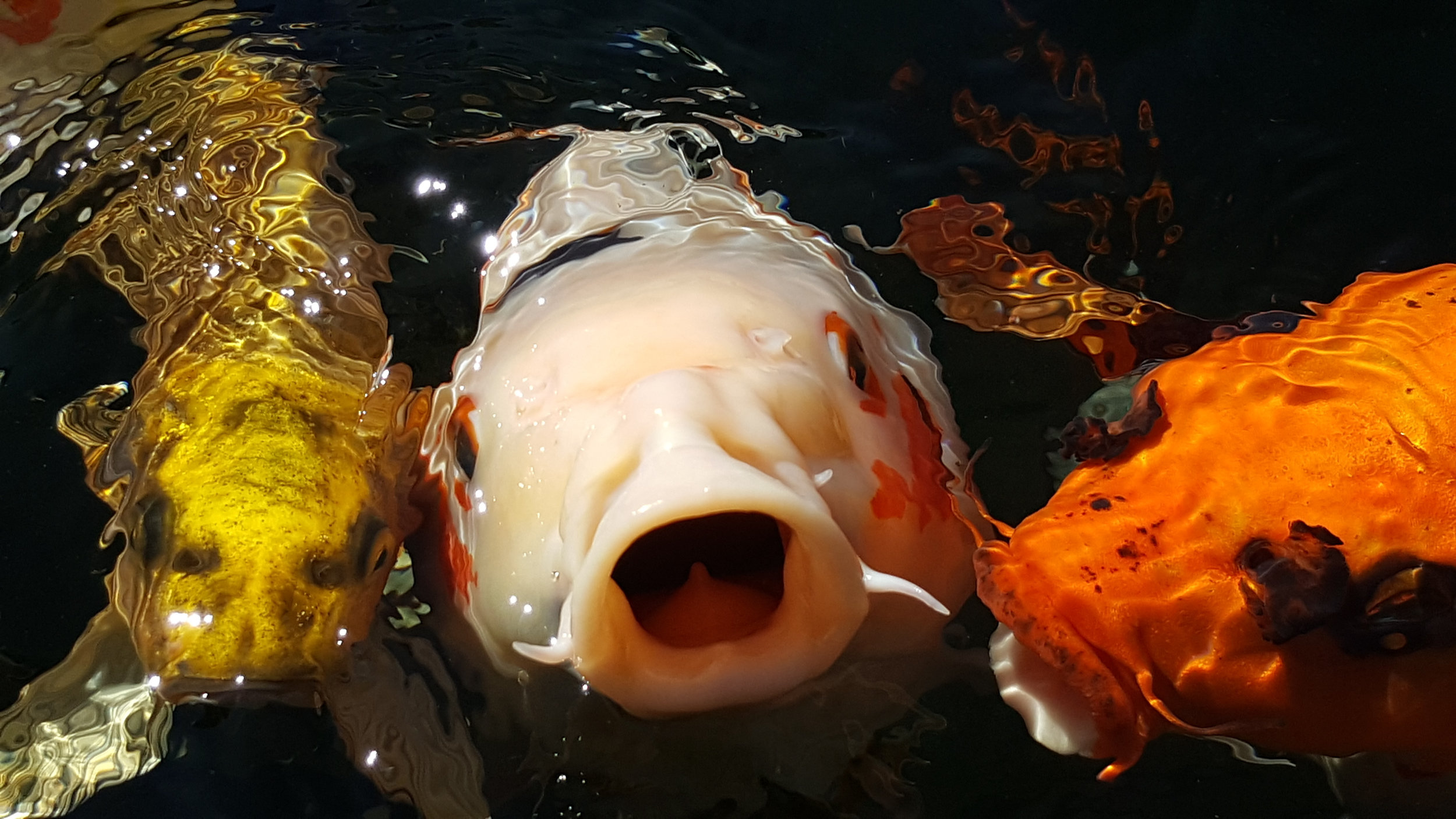 Koi fish treats: What to Feed Koi and What to Avoid — Koi Story