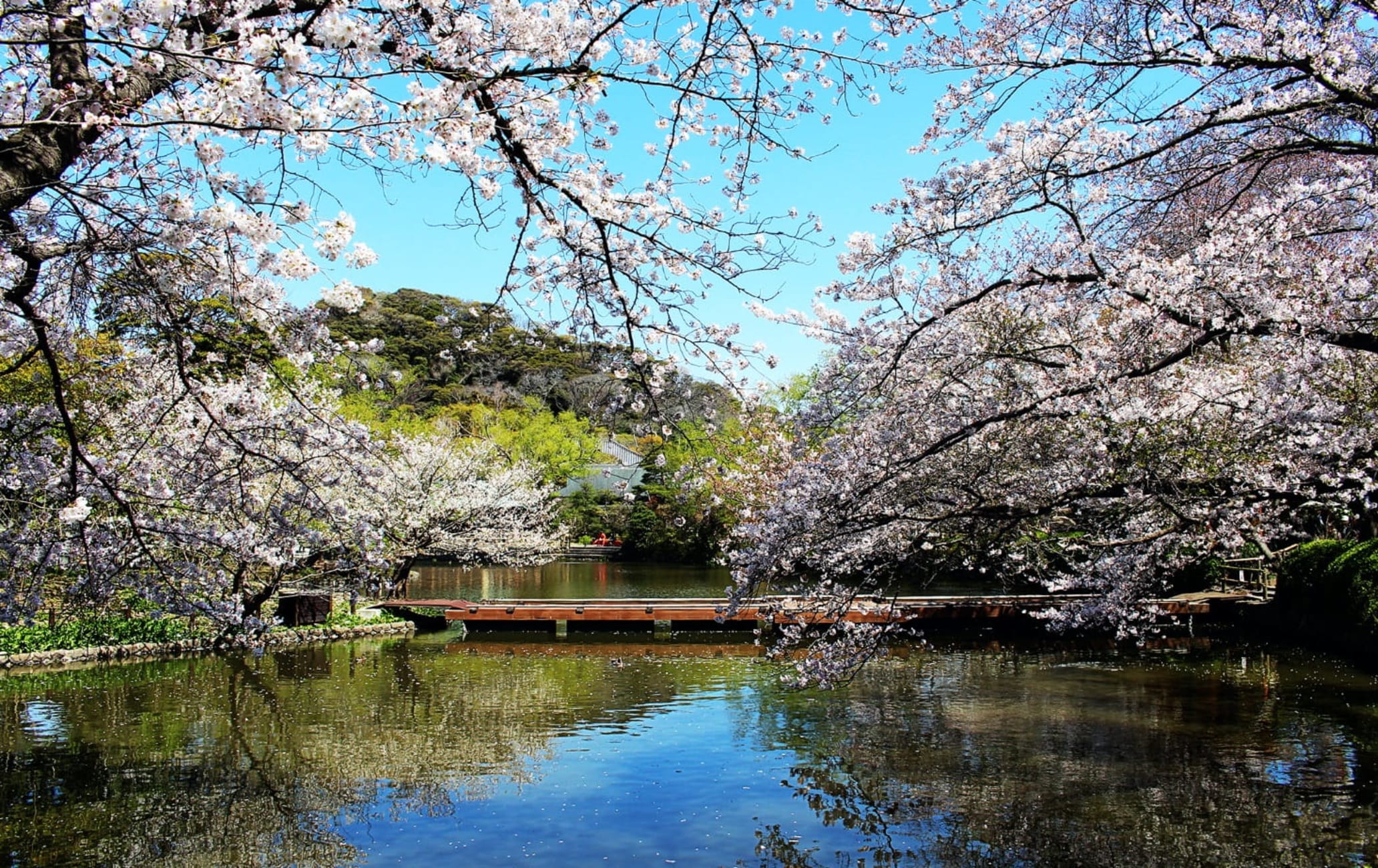 tsurugaoka hachimangu to kamakura station