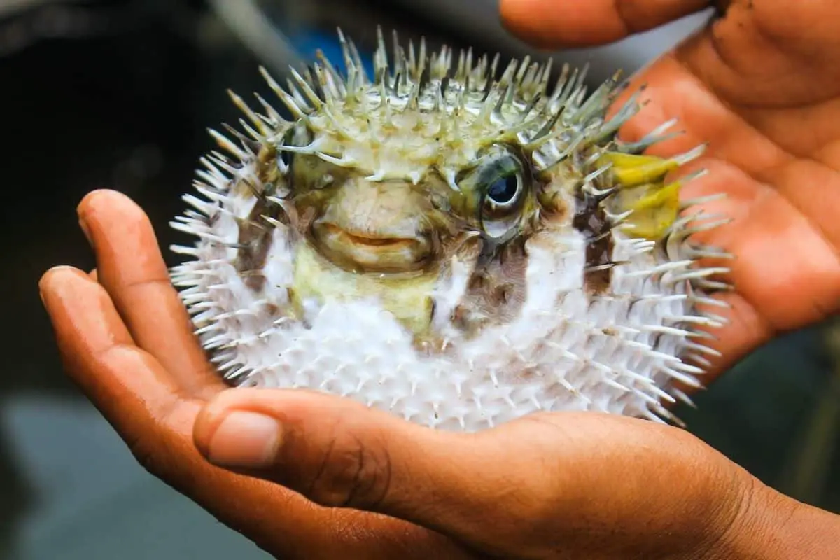 Fugu…Japans Deadliest Meal - TankenJapan.com