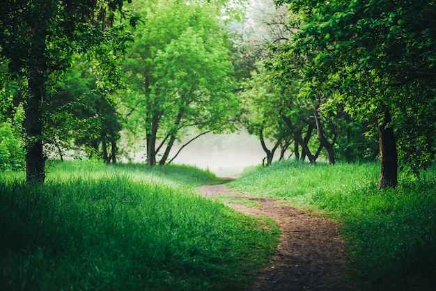 Scenic landscape with beautiful lush green foliage. footpath under ...