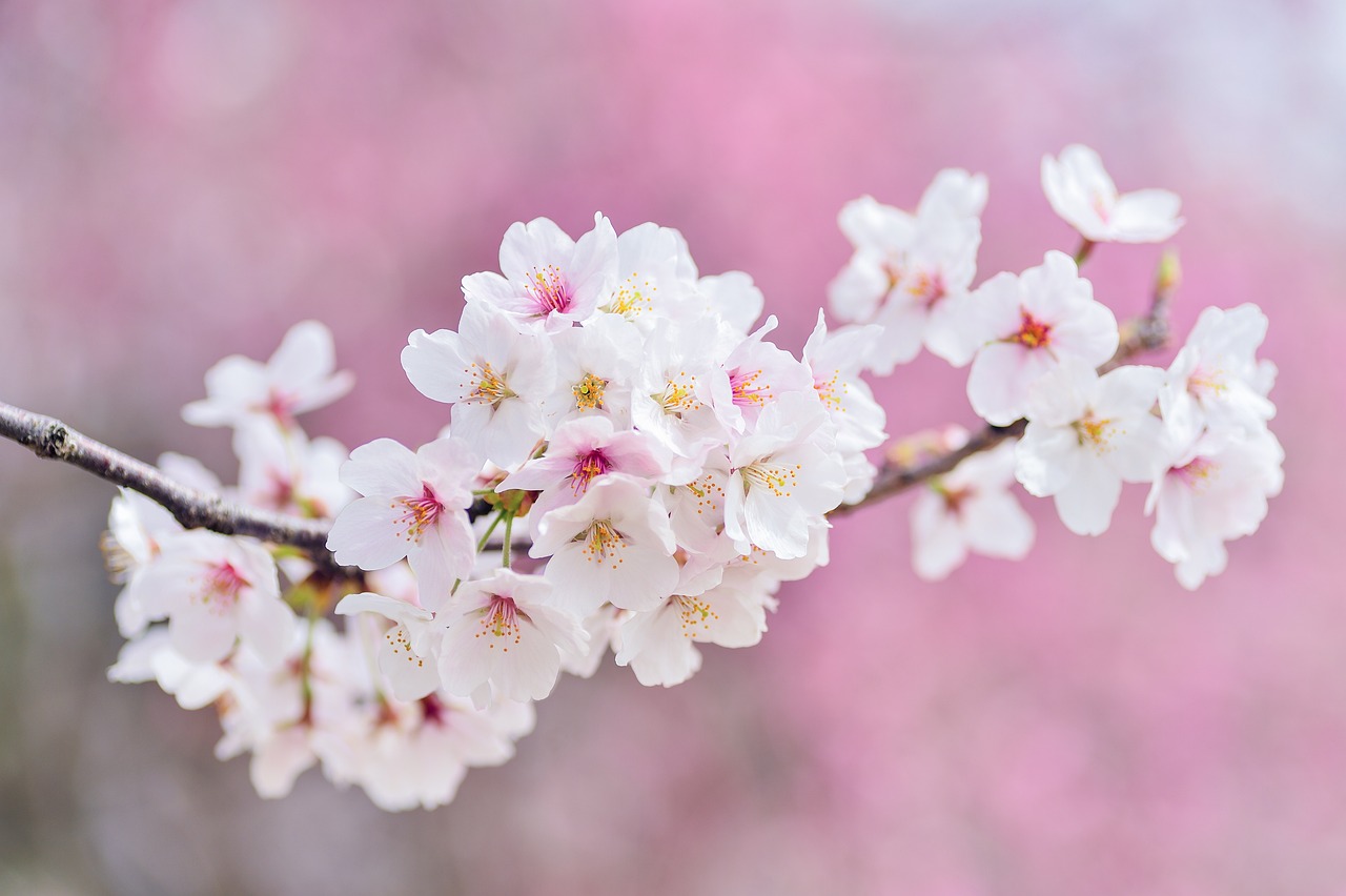 Cherry Blossom Forecast 2023: Springtime Magic Awaits!