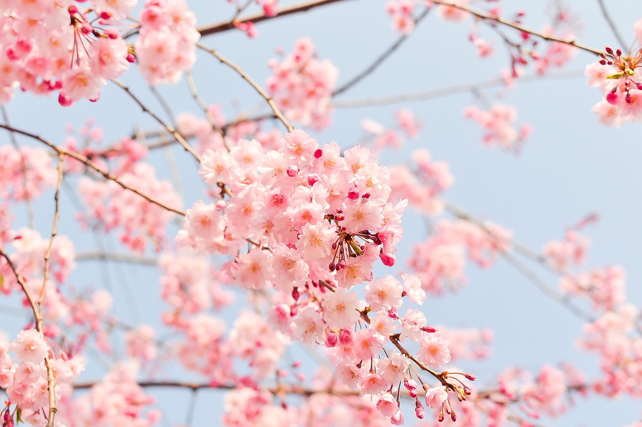 How is the Cherry Blossom Forecast Done?