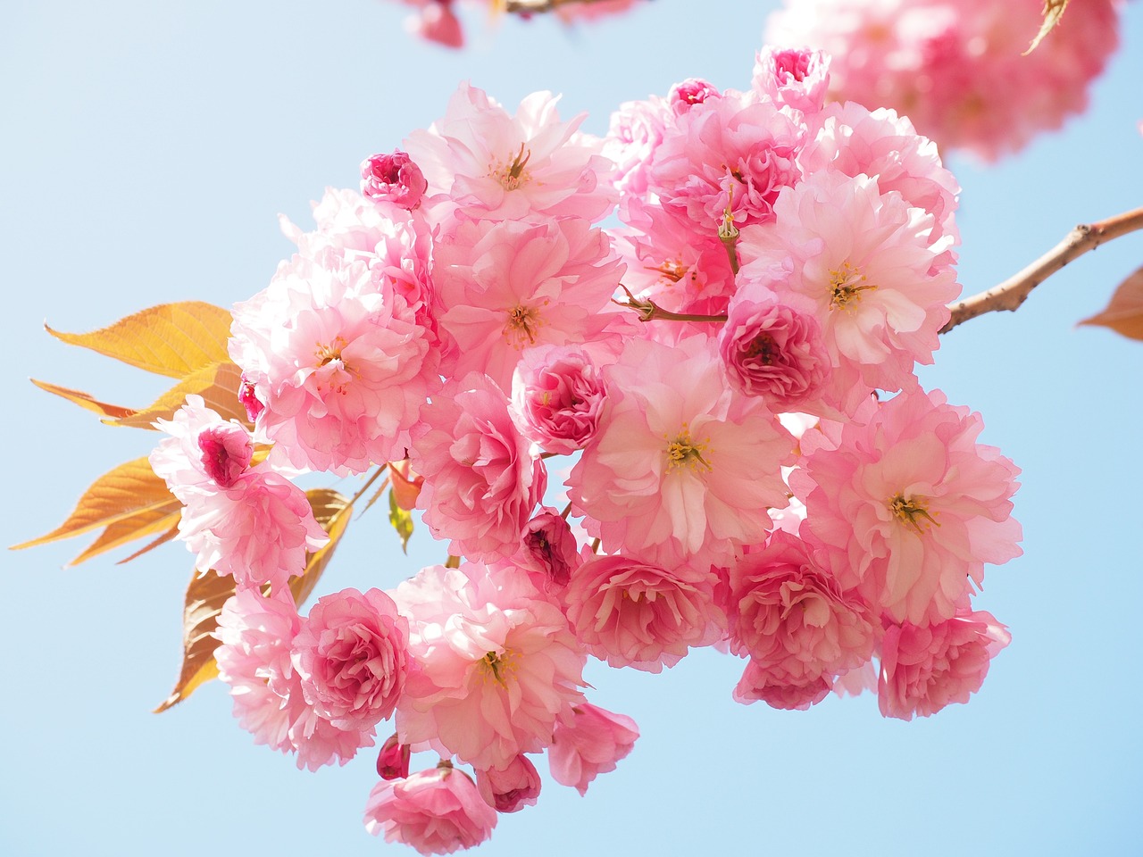 Cherry Blossom Forecast 2024: A Blooming Adventure Awaits!