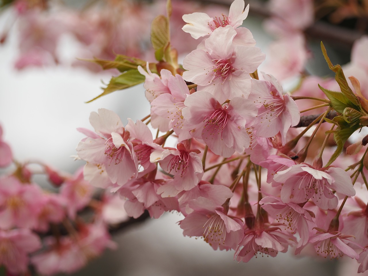 Getting Around Ueno: Convenience is Key!